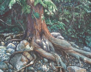Cedar Roots
