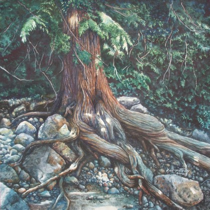 Cedar Roots