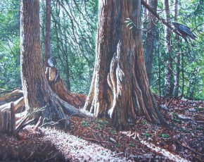 Cedar Shadows