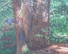 Cedars and Fir
