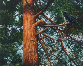 Galbraith Raven